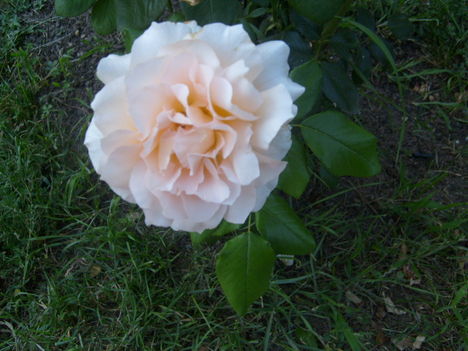 egy rózsa