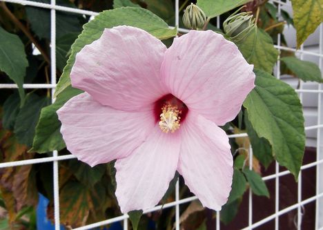 Hibiszkusz