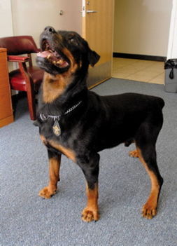 american-rottweiler-vito