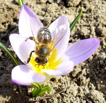 Az első méhecske
