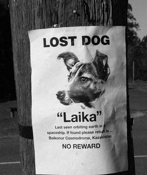 Eltűnt kutya