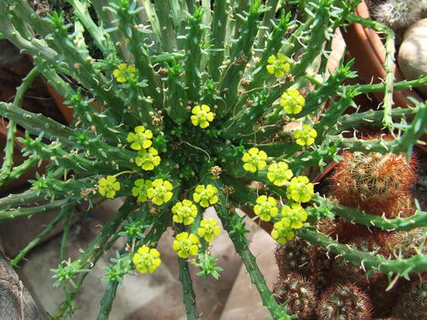 Euphorbia flanaganii