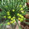 Euphorbia flanaganii
