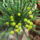 Euphorbia_flanaganii_1740718_8457_t