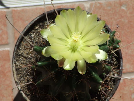 Ferrocactus hamatacantus