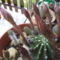 kaktuszaim 1