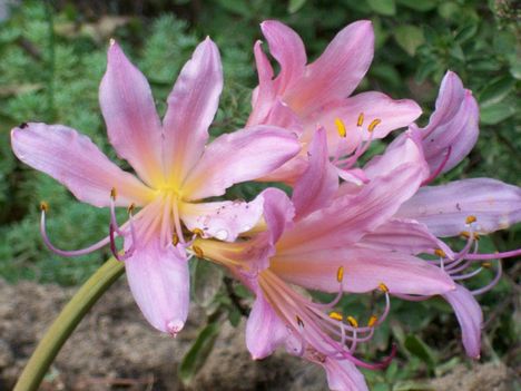 Kerti   amarillisz/Amaryllis  belladonna/teljes   virágzása