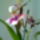 Lila_orchidea_1074525_7752_t