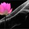 Lotus Flower.