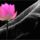 Lotus_flower_1074435_7409_t