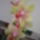Orchidea-002_174123_80052_t