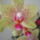 Orchidea-003_174124_69814_t