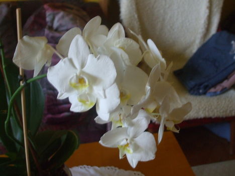 Orchideám.