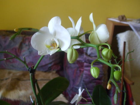 Orchideám.