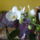 Orchideam_1704906_1575_t