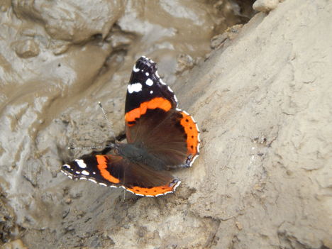Pillangó. 2