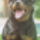 Rottweiler1-001_1074611_2115_t