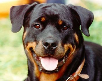 rottweiler2