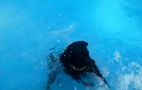 Rottweiler a medencében