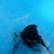 Rottweiler a medencében