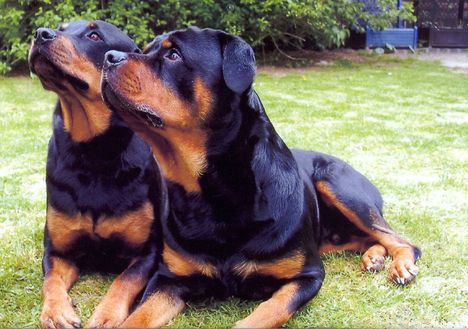 Rottweiler_mal_2