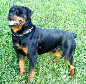 Rottweiler_Middle_Aged