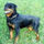 Rottweiler_middle_aged_1074622_8925_t