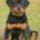 Rottweiler_puppy_nicholas_1074623_8304_t