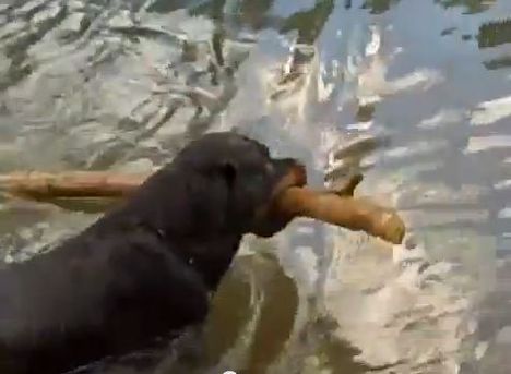 Rottweiler-Apport a vízben