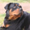 rottweiler-kutya-neveles