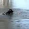 Rottweiler-Labdázás a vízben