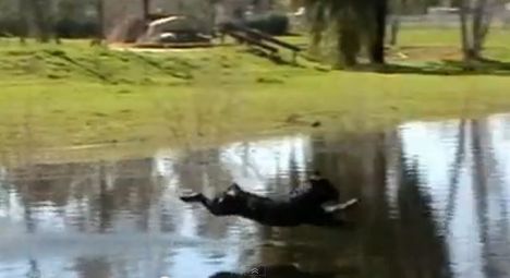 Rottweiler-Ugrás a vízbe