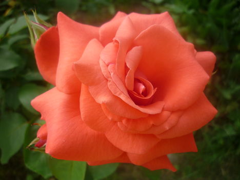 Rózsa  10