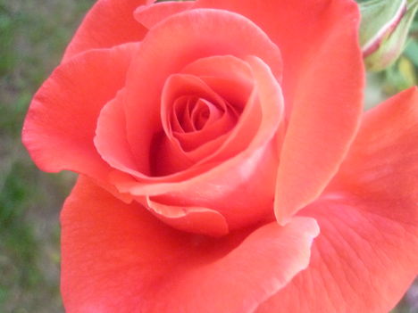 Rózsa  1
