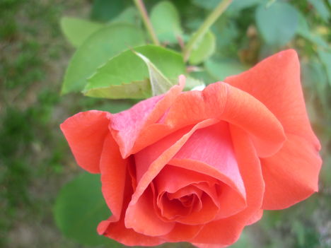 Rózsa  2