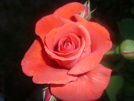 Rózsa  8