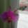 Vica_orchideai_1704782_1286_t