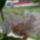 Vica_orchideai_20_1704801_5317_t
