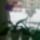 Vica_orchideai_2_1704783_8991_t