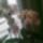 Vica_orchideai_3_1704784_8019_t