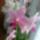 Vica_orchideai_5_1704786_2404_t
