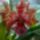 Vica_orchideai_6_1704787_4634_t