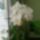 Vica_orchideai_8_1704789_9132_t
