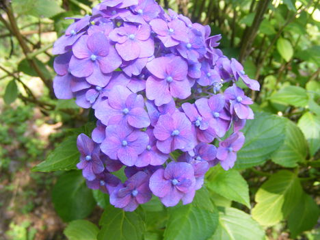 Hortenzia