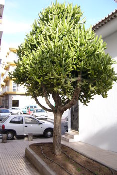 Tenerife 4
