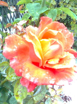 narancs rózsa