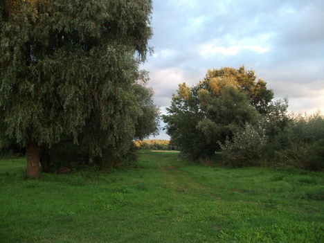 Tiszaalpár2013 Tiszai ártér.