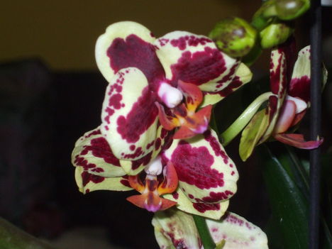 Új orchideám