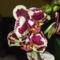 Új orchideám