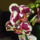 Uj_orchideam-001_1753723_3222_t